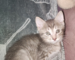 Кошки в Уфе: Котята, 2 мес Девочка, Бесплатно - фото 6