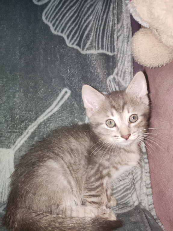 Кошки в Уфе: Котята, 2 мес Девочка, Бесплатно - фото 6
