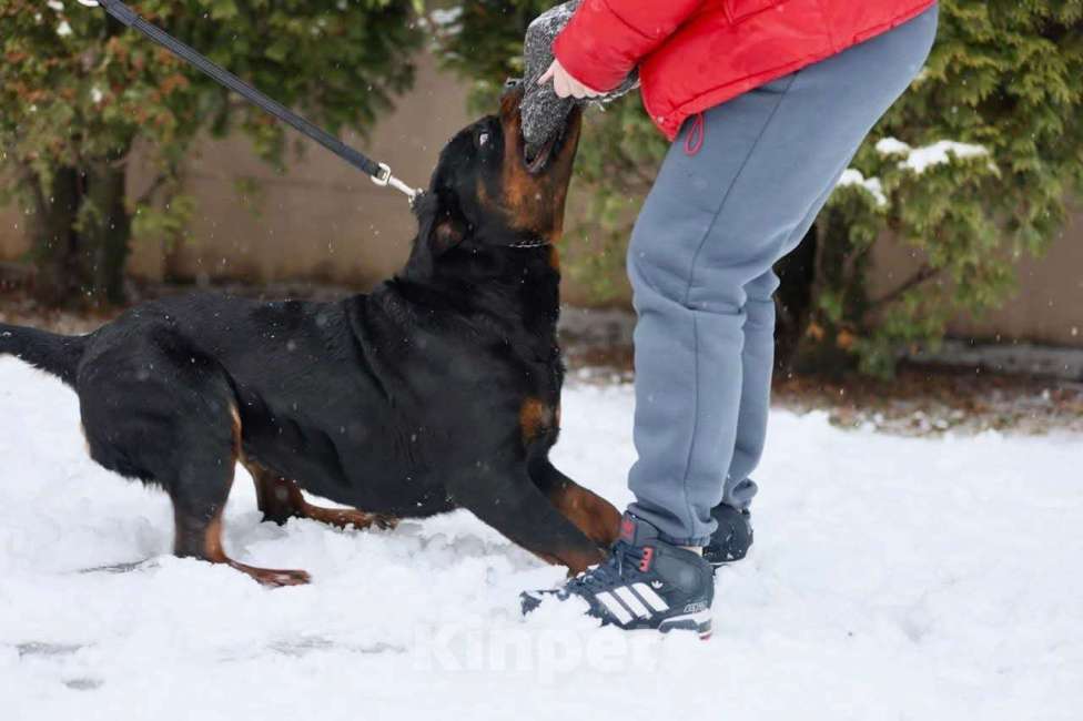 Собаки в Рязани: Щенки ротвейлерр Девочка, 50 000 руб. - фото 2