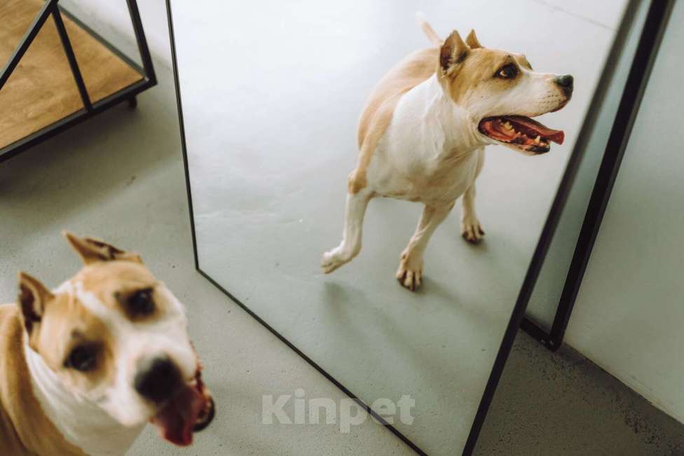 Собаки в Москве: Совершенно очаровательная стаффочка по имени Сара ищет дом Девочка, 1 руб. - фото 6