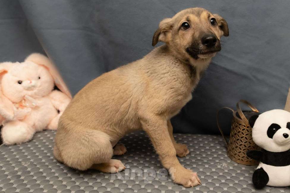 Собаки в Москве: Герда в добрые руки Девочка, Бесплатно - фото 1