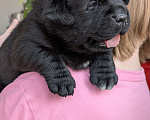 Собаки в Москве: Черная медведица Девочка, 150 000 руб. - фото 3