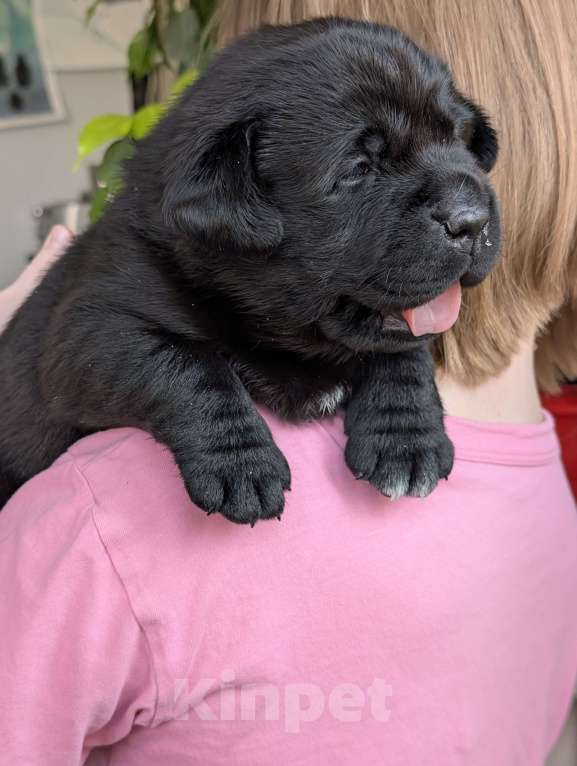 Собаки в Москве: Черная медведица Девочка, 150 000 руб. - фото 3