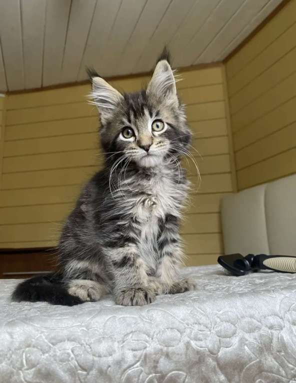 Кошки в других городах Московской области: Мейн-кун мальчишка❤️ Мальчик, 60 000 руб. - фото 1