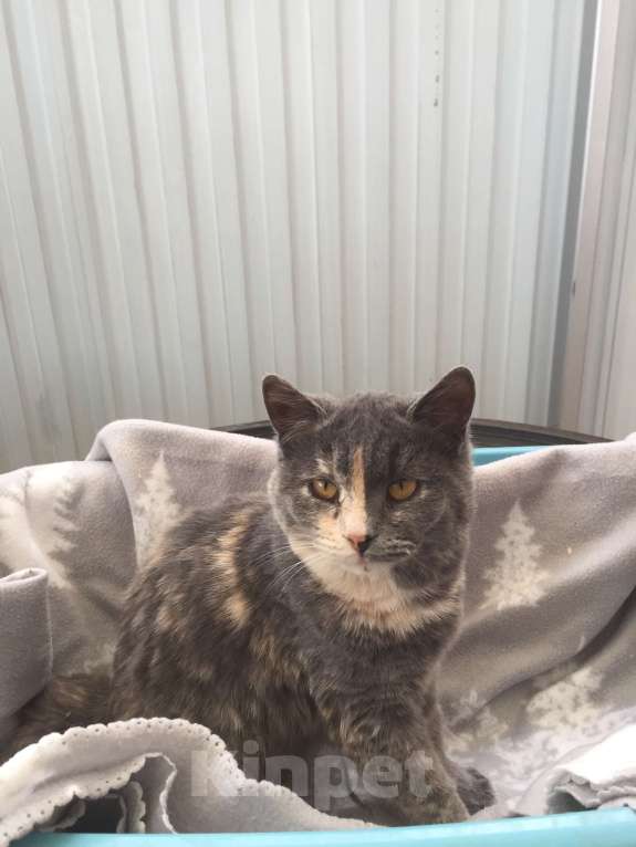 Кошки в Краснодаре: Кошечка в добрые руки Девочка, Бесплатно - фото 3