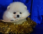 Собаки в Москве: Пушистое очарование- мальчик Мальчик, 30 000 руб. - фото 2