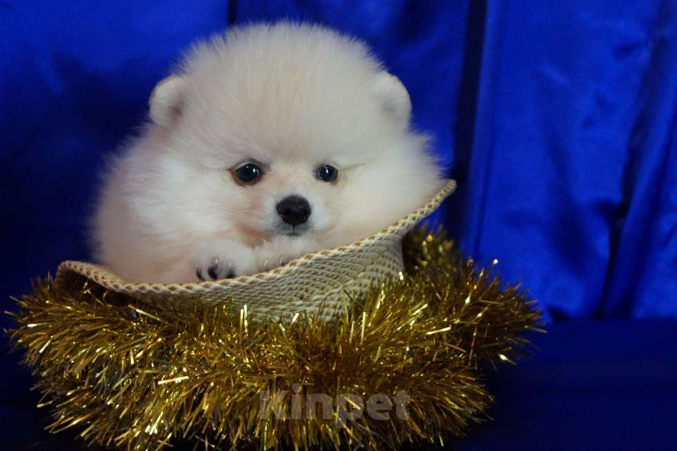 Собаки в Москве: Пушистое очарование- мальчик Мальчик, 30 000 руб. - фото 2