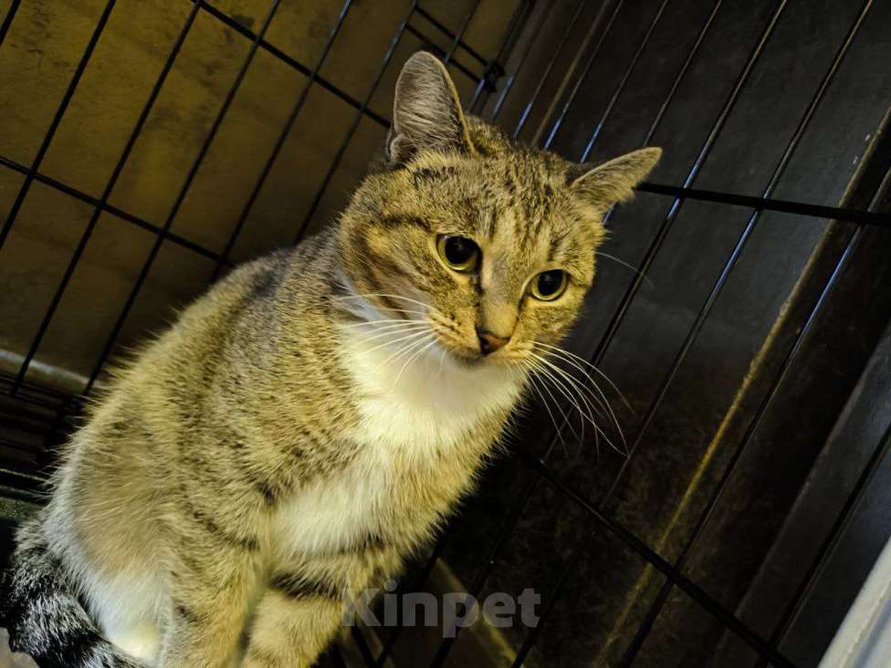 Кошки в Москве: Добрая кошечка Летиция Девочка, Бесплатно - фото 3