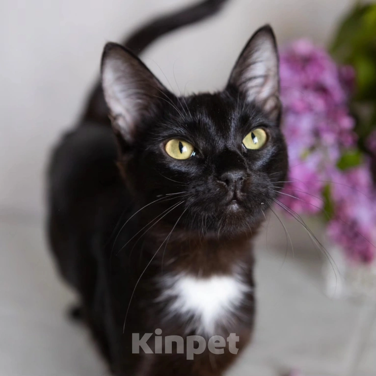 Кошки в Москве: Спасите Чичу из бабкиной квартиры Девочка, Бесплатно - фото 3