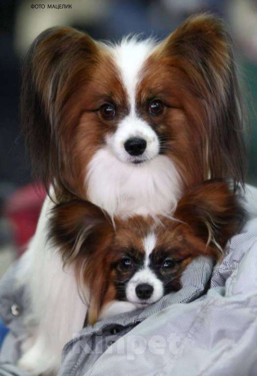 Собаки в Москве: щенки папийона и фалена Девочка, Бесплатно - фото 2