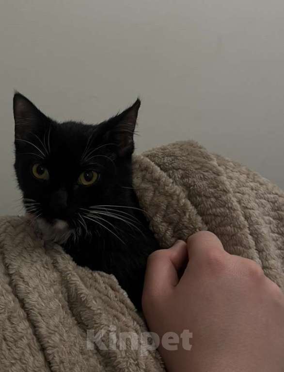 Кошки в Санкт-Петербурге: Котенок в добрые руки  Девочка, Бесплатно - фото 2