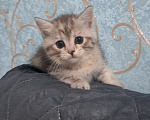 Кошки в Ярославле: Котенок девочка полосатая Девочка, 1 000 руб. - фото 5