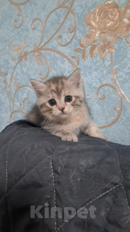 Кошки в Ярославле: Котенок девочка полосатая Девочка, 1 000 руб. - фото 5