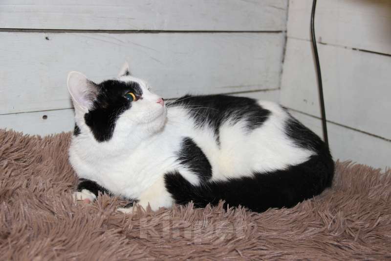 Кошки в Москве: Нежный и абсолютно бесконфликтный парень Симба в дар Мальчик, 1 руб. - фото 4