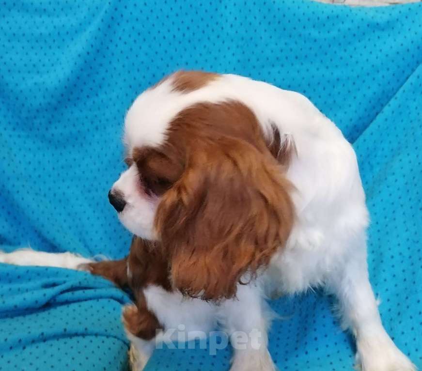 Собаки в Москве: Кавалер Кинг Чарльз 5 мес Девочки. Девочка, 100 000 руб. - фото 6