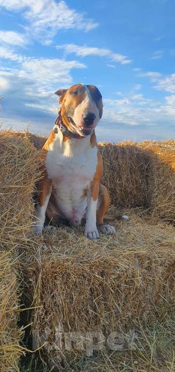 Собаки в Геленджике: Предлагаем прекрасного кобеля к вязке Мальчик, Бесплатно - фото 6