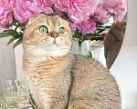 Кошки в Липецке: Шотландец 1 Мальчик, 20 000 руб. - фото 8