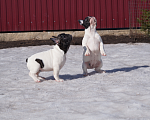 Собаки в других городах Воронежской области: Щенки Французского бульдога Мальчик, Бесплатно - фото 3