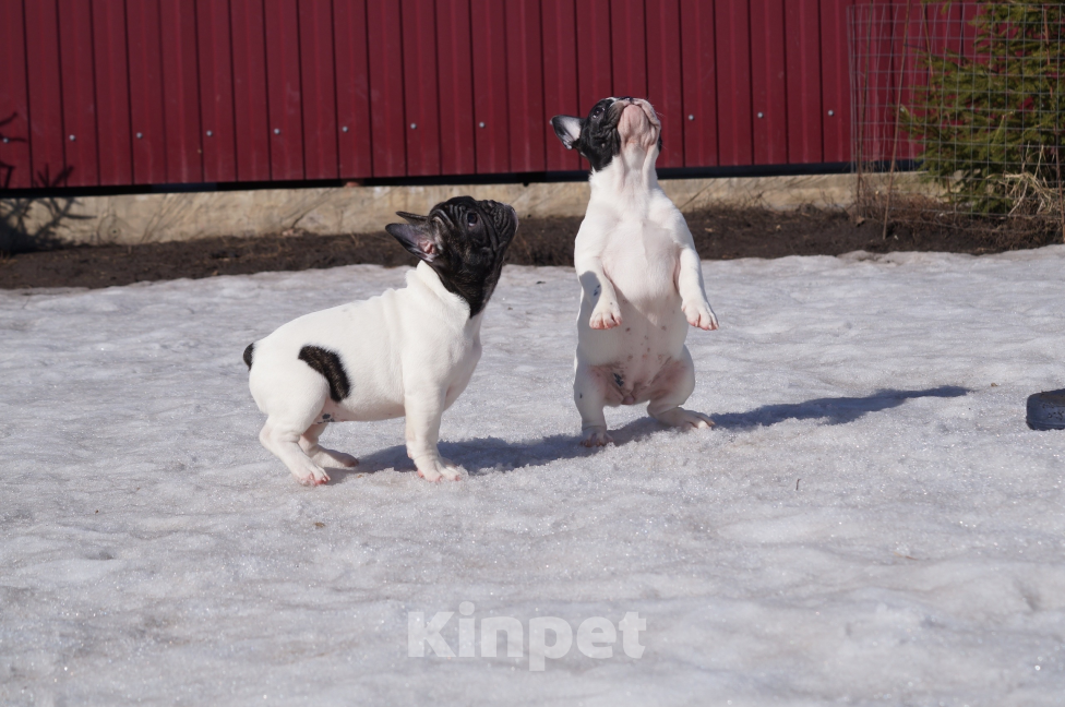 Собаки в других городах Воронежской области: Щенки Французского бульдога Мальчик, Бесплатно - фото 3