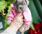 Собаки в Москве: мальчик лилово-подпалый французкий бульдог Мальчик, 90 000 руб. - фото 2
