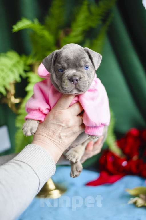 Собаки в Москве: мальчик лилово-подпалый французкий бульдог Мальчик, 90 000 руб. - фото 2