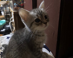Кошки в Подольске: Котята в добрые руки Разнополые, Бесплатно - фото 4