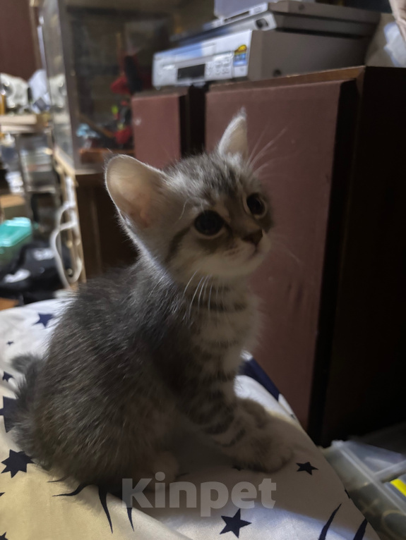 Кошки в Подольске: Котята в добрые руки Разнополые, Бесплатно - фото 4