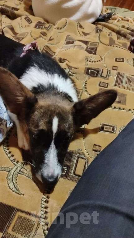 Собаки в Москве: Корги Кардиган 7 месяцев  Девочка, 15 000 руб. - фото 4