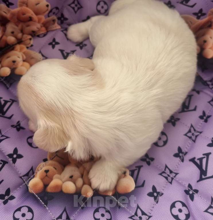 Собаки в Калининграде: Щенок Чихуахуа д/ш, мальчик Мальчик, Бесплатно - фото 4