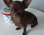 Собаки в Санкт-Петербурге: Малышка чишка Девочка, 35 000 руб. - фото 4
