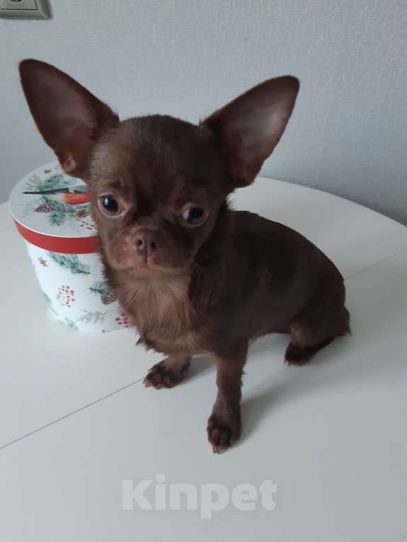 Собаки в Санкт-Петербурге: Малышка чишка Девочка, 35 000 руб. - фото 4