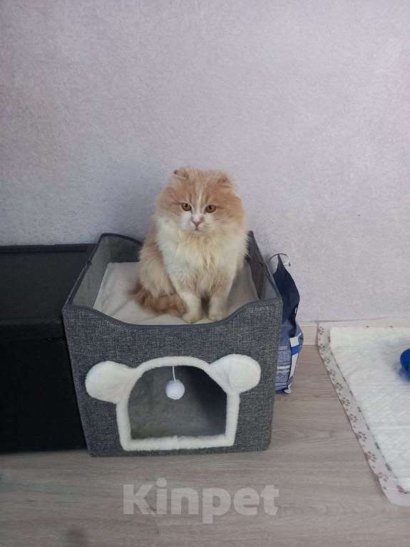 Кошки в Москве: В ожидании рождественского чуда ласковый мальчишка Басик Мальчик, Бесплатно - фото 5