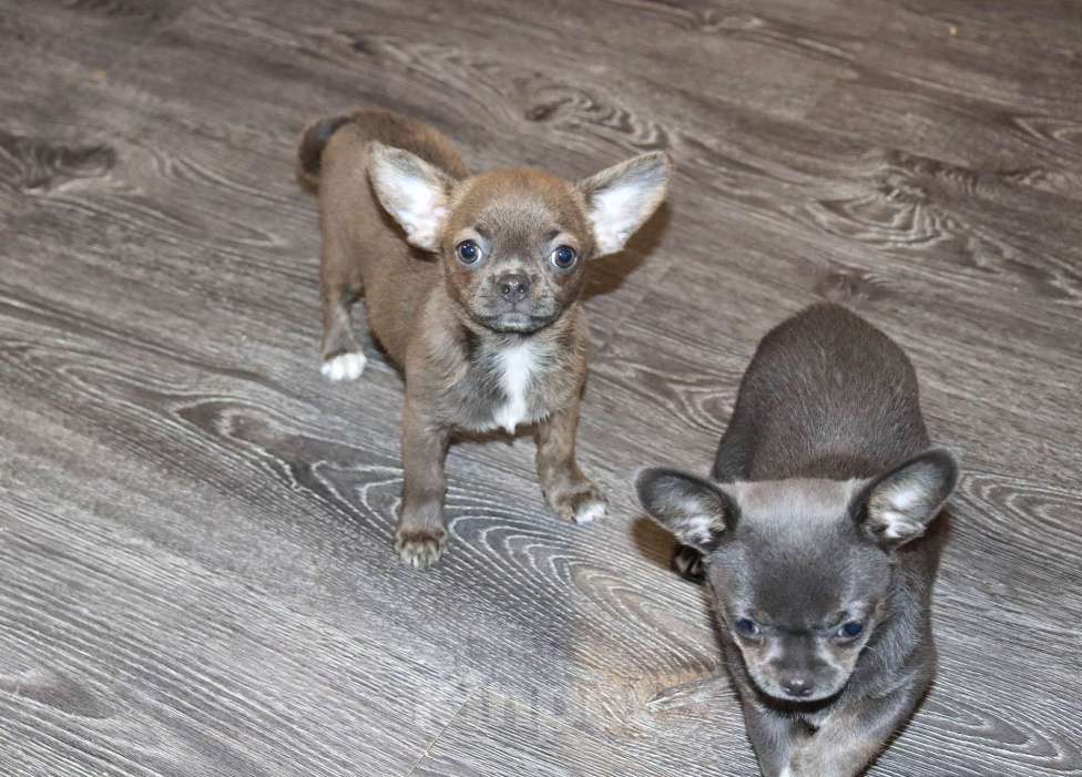 Собаки в Москве: Голубые Сестрички чихуахуа Девочка, 75 000 руб. - фото 3