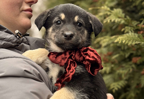 Красивые щенки 2 мес в дар! Дайте шанс стать домашними!