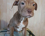 Собаки в Санкт-Петербурге: Американский питбультерьер, щенок Девочка, Бесплатно - фото 3