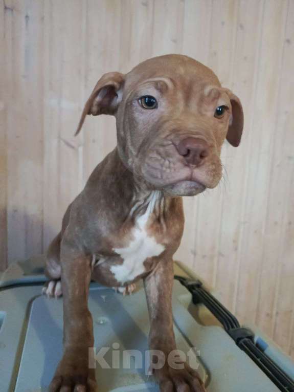 Собаки в Санкт-Петербурге: Американский питбультерьер, щенок Девочка, Бесплатно - фото 3