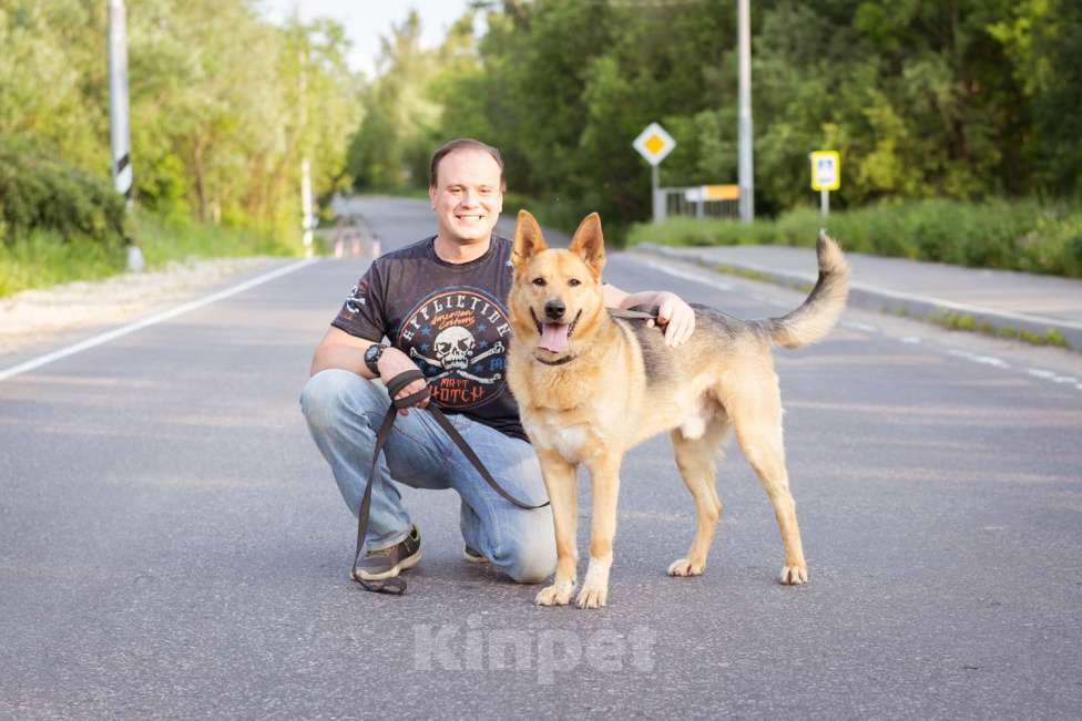 Собаки в Москве: Лорд ищет дом Мальчик, Бесплатно - фото 9