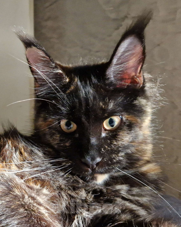 Кошки в Москве: Пресненские котята породы мейн-кун. Амелия Девочка, 25 555 руб. - фото 1