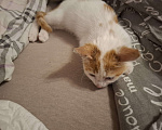 Кошки в Химках: Котенок мальчик 1 месяц Мальчик, Бесплатно - фото 3