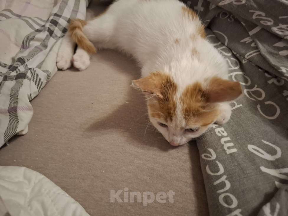 Кошки в Химках: Котенок мальчик 1 месяц Мальчик, Бесплатно - фото 3