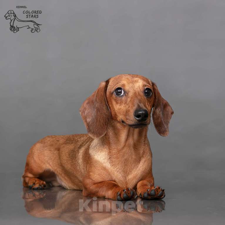 Собаки в Королеве: Миниатюрные мальчики в прекрасном экстерьере.  Мальчик, 55 000 руб. - фото 10