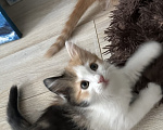 Кошки в Краснодаре: Трехцветная кошечка Девочка, Бесплатно - фото 4