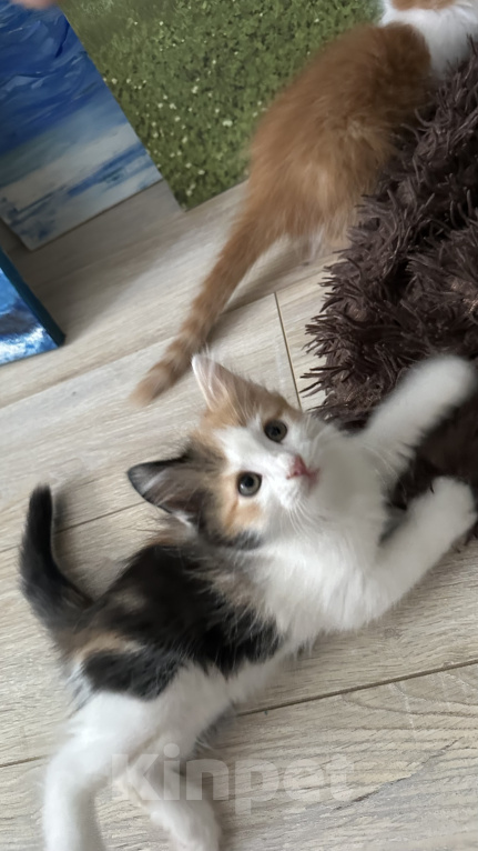 Кошки в Краснодаре: Трехцветная кошечка Девочка, Бесплатно - фото 4