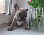 Собаки в Санкт-Петербурге: Французский бульдог Мальчик, 50 000 руб. - фото 6