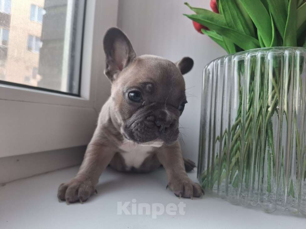 Собаки в Санкт-Петербурге: Французский бульдог Мальчик, 50 000 руб. - фото 6