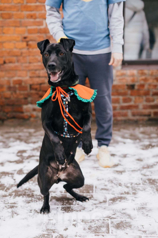 Собаки в Москве: Мира ищет дом Девочка, Бесплатно - фото 1