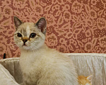 Кошки в Москве: Британский котёнок Девочка Мальчик  Девочка, 10 000 руб. - фото 1