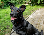 Собаки в Ногинске: Маруся-Юся идеальная собака Девочка, Бесплатно - фото 8
