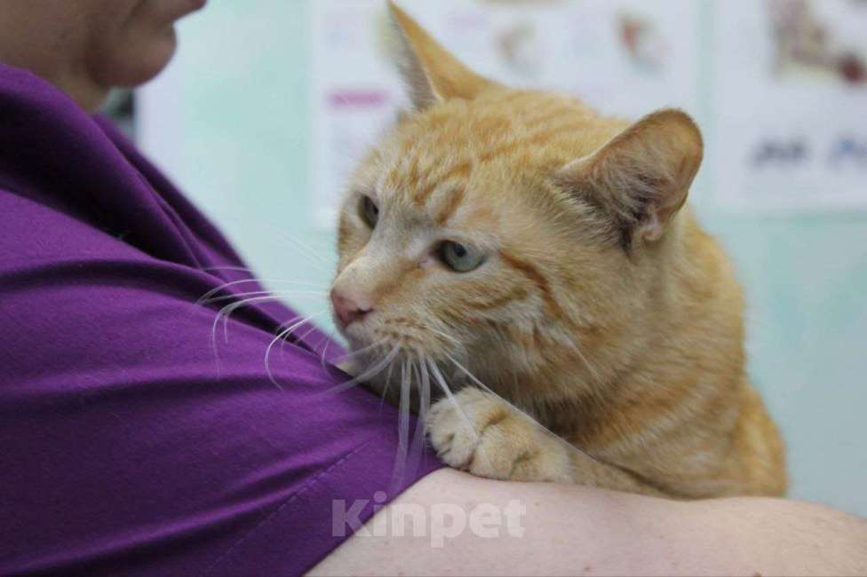 Кошки в Москве: кошка Ася ищет дом. 1 год Девочка, Бесплатно - фото 2