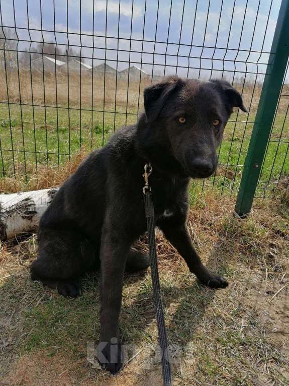 Собаки в Москве: Сури, нежный ребенок из приюта Девочка, Бесплатно - фото 3